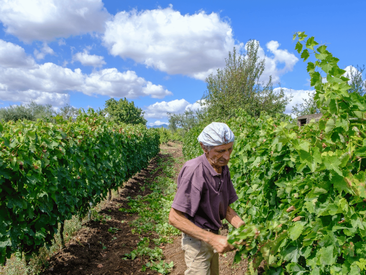 Aglianico del Vulture DOC 'Messer Oto' 2021