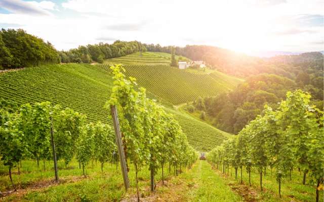 Bourgueil 'L'Équilibre' 2022