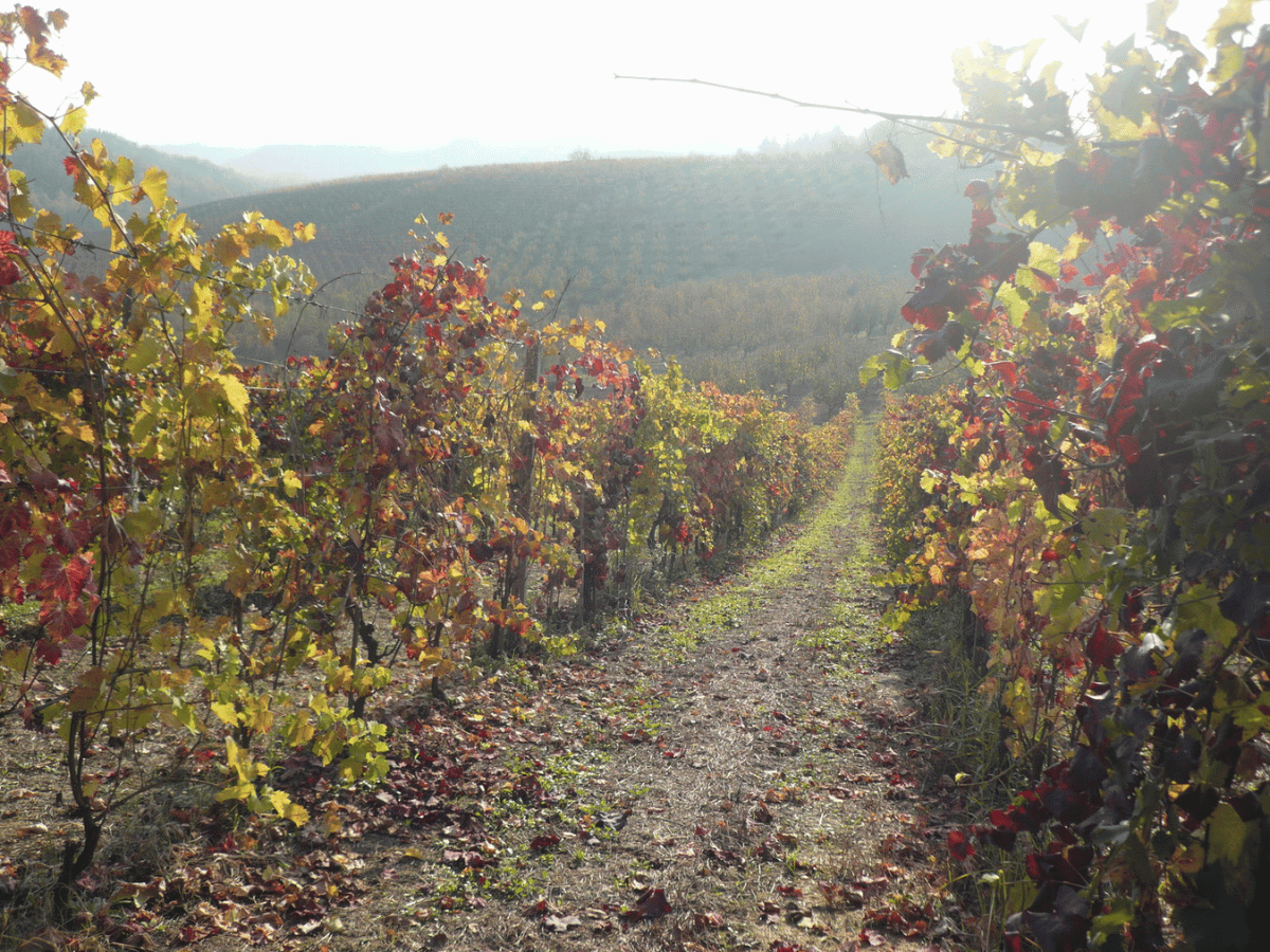 IGT Toscana 'Loghi Rosso' 2023
